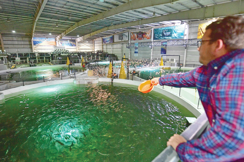 Salmon swim in the desert of Dubai
